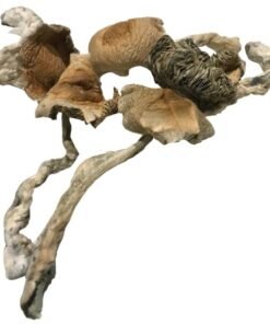 amazonian magic mushrooms