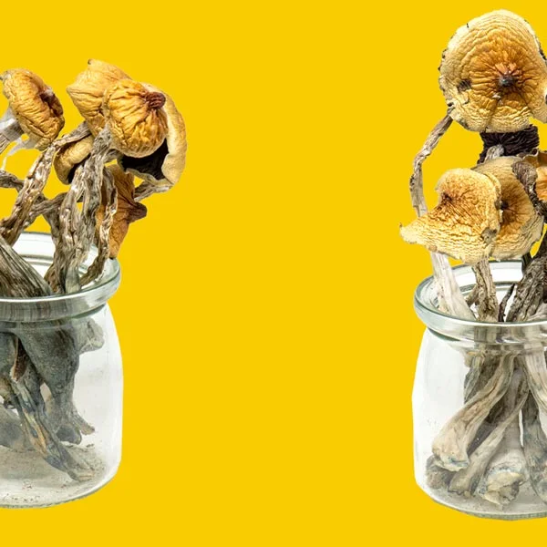 buy nevada mushroom chocolates