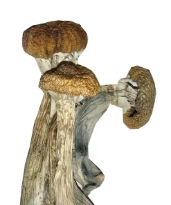 Buy Tri-colour Ecuadorian Mushrooms